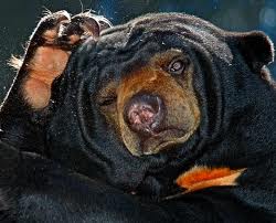 Even bears aren't immune from dandruff.